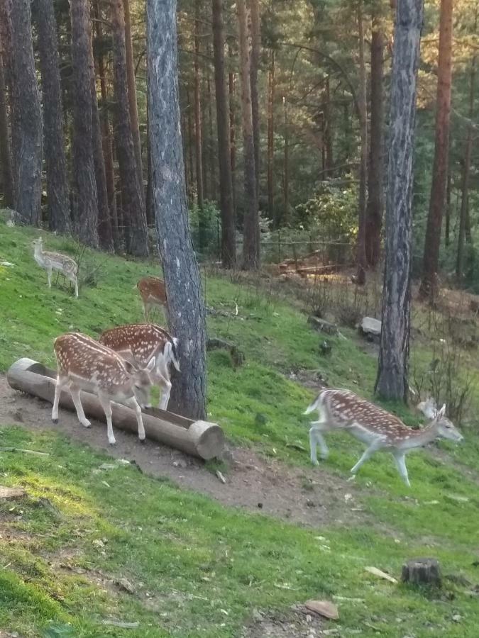 Mavrovo Forest Apartments Kültér fotó